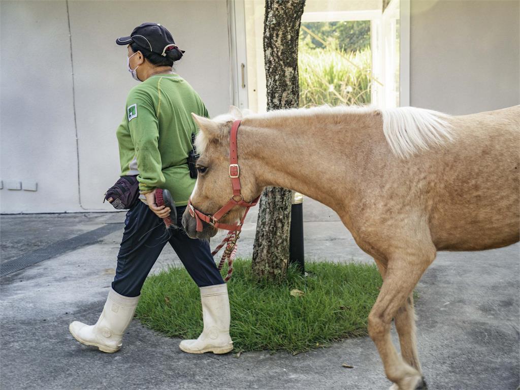 「減敏訓練」讓動物不怕人　北市動物園迷你馬散步嗨翻遊客
