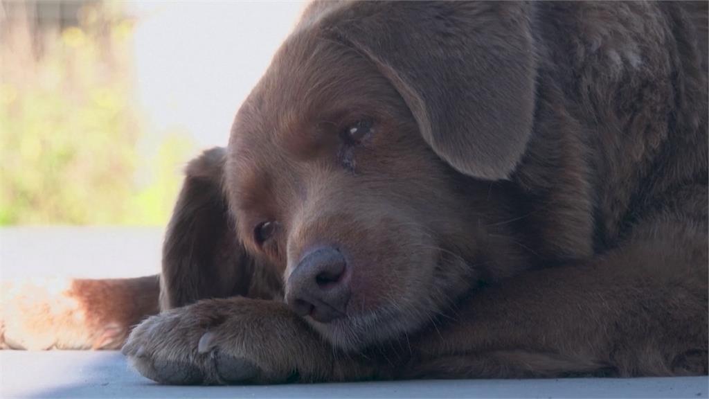 全球最老狗狗「波畢」過世　享壽31歲相當人類217歲