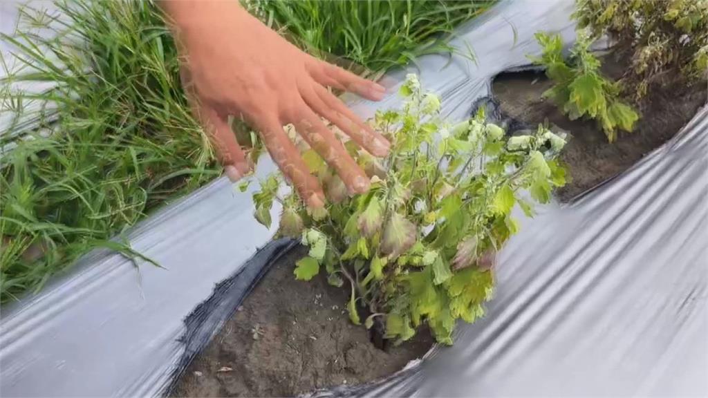 連續豪雨炸花田! 苗栗杭菊農損破3成