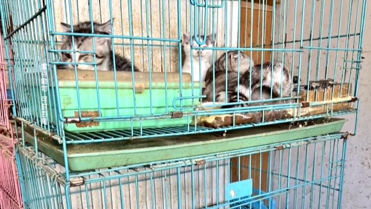 快新聞/必須坐牢!私設繁殖場殺滯銷6貓棄中和路邊 一審遭斥泯滅人性、二審輕判7月