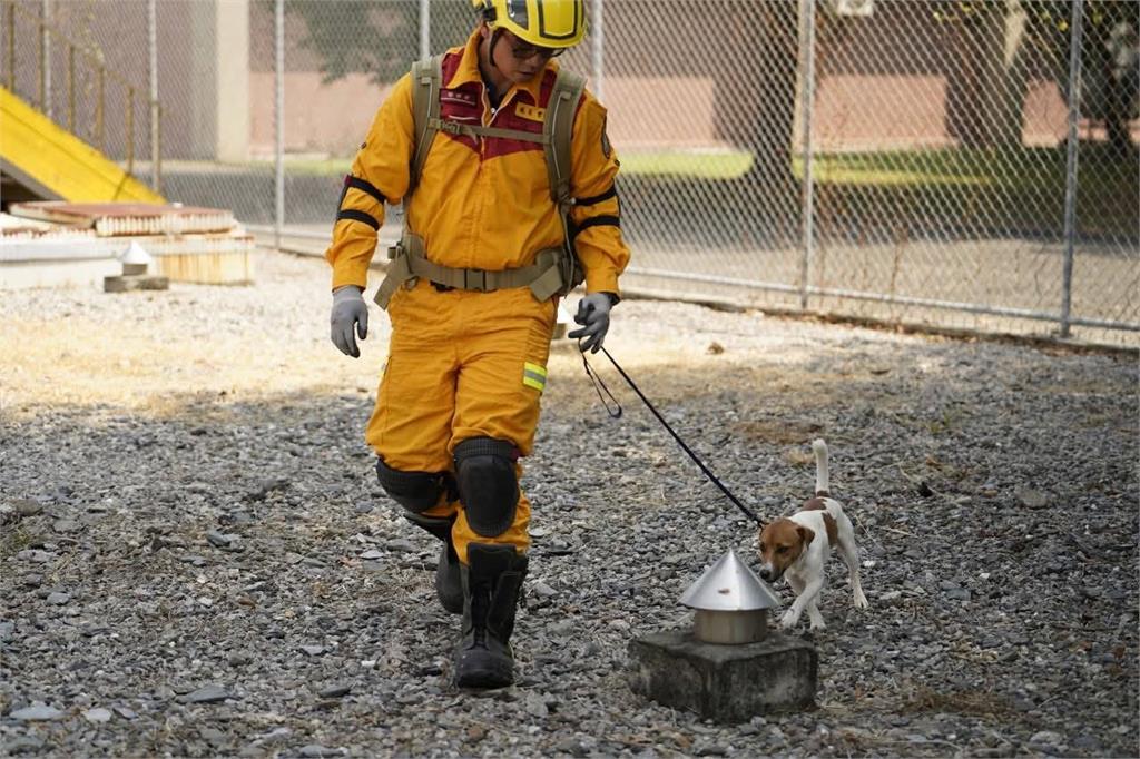 0403大震立功! 花蓮搜救犬Wilson訓練墜樓身亡
