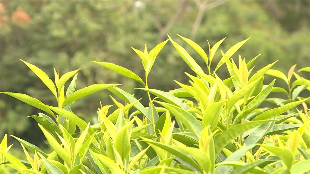 冰河期台灣原生茶樹品種！「台茶24號」復育成功