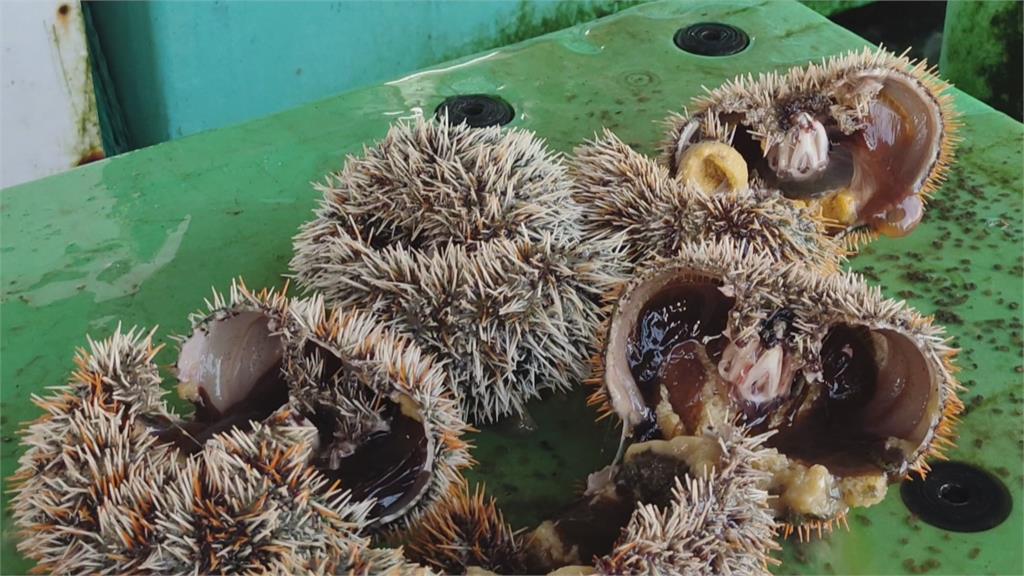馬糞海膽量少價揚海膽肉一斤上看1600元 民視新聞網