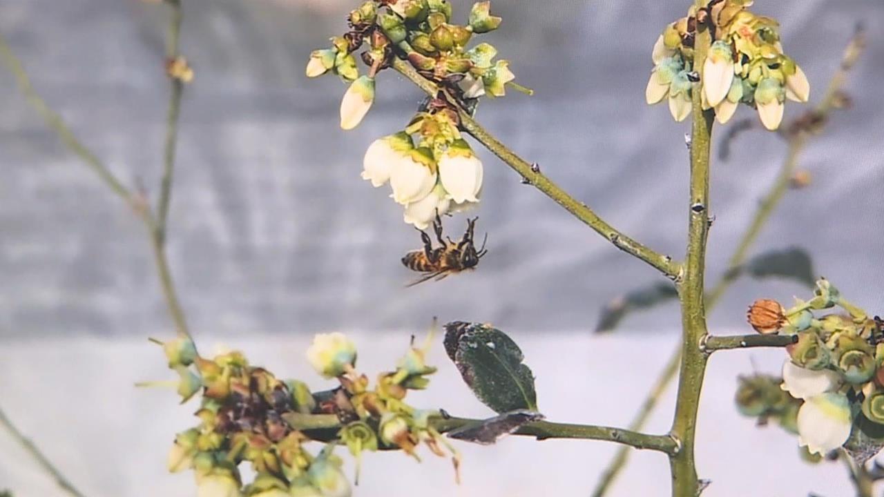 小蜜蜂立大功!「義大利蜂」授粉 有助提高藍莓6成著果率