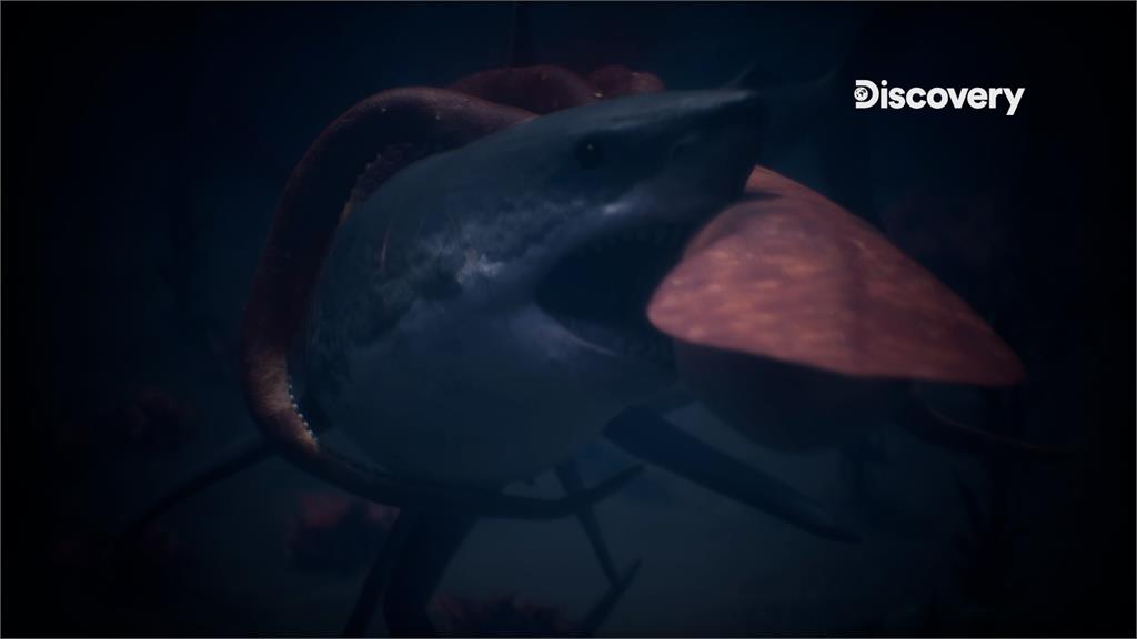 誰才是深海掠食王者？ 大白鯊對決大王魷魚　珍貴開打畫面曝光