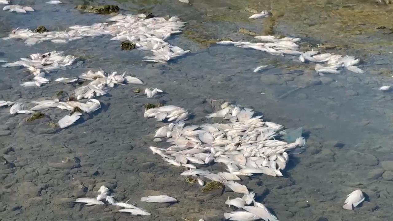 宜蘭打那岸圳驚見「魚群翻肚」　　綿延數十米「屍臭沖天」