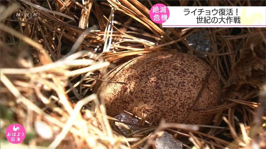 「日本雷鳥」現跡！專家制「換蛋」計畫助繁衍