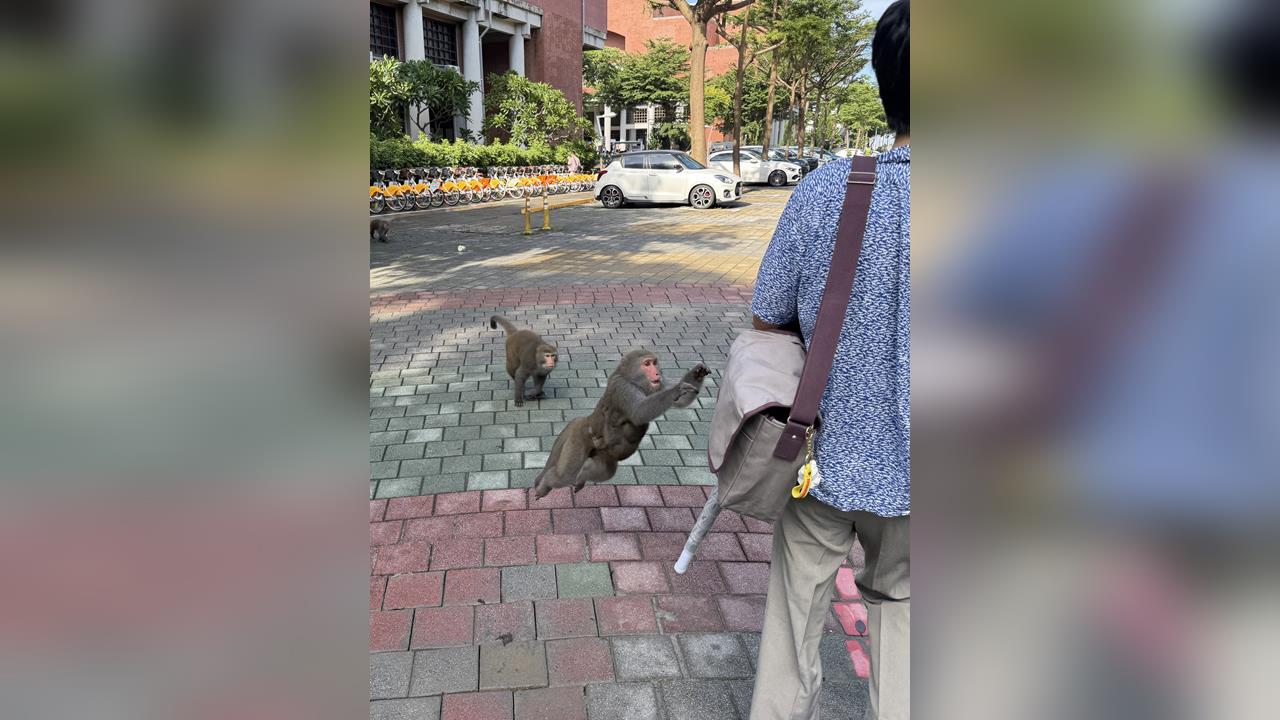 中山大學震撼教育！　大學長闖新生報到飛撲搶食