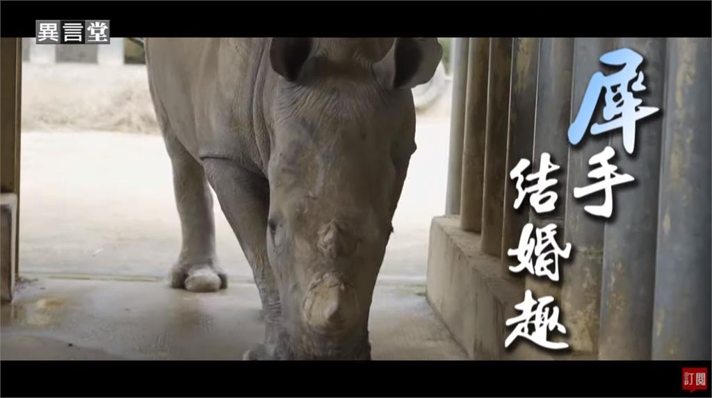 異言堂／犀牛妹「艾瑪」遠嫁到日本　促成台日動物外交！
