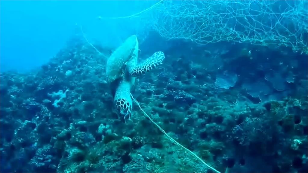 夜線／海龜慘遭漁網纏繞致死！潛水地違規擺流刺網成安全隱憂