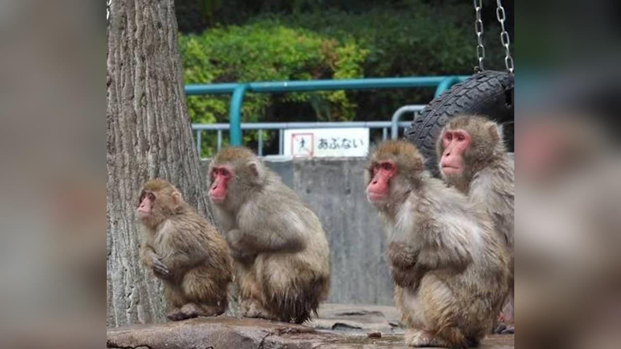 日本福岡男童上學「遭潑猴抓傷」 嫌犯在逃