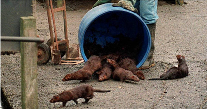 她是臥底也是妻子！女警滲透潛伏動保組織五年「假戲真做」　與監控對象相戀後閃婚隱居