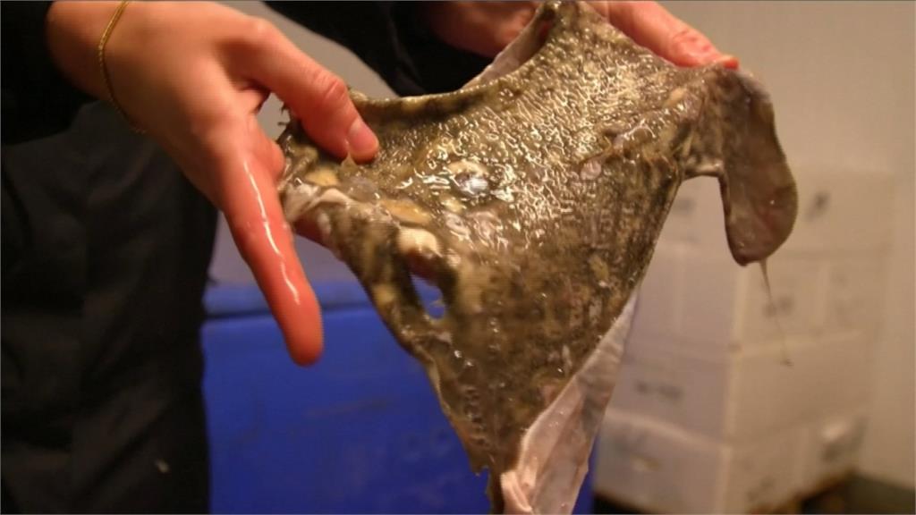 用魚鱗、魚皮製作環保塑膠 英國研究生發明展奪金牌