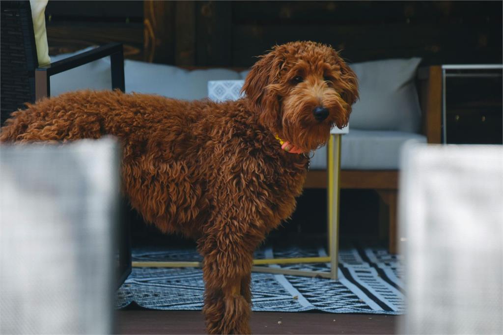 他買巨型貴賓犬未結紮「慘賠獸醫90萬」　判決原因曝光