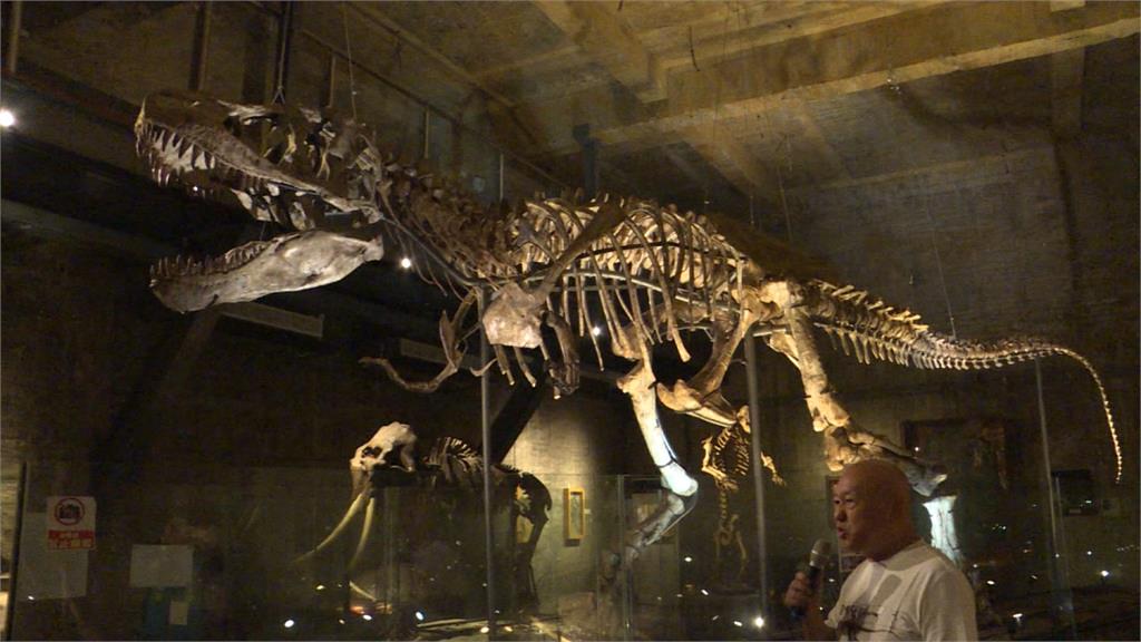 亞洲首隻暴龍化石 收藏家打造「瘋狂博物館」