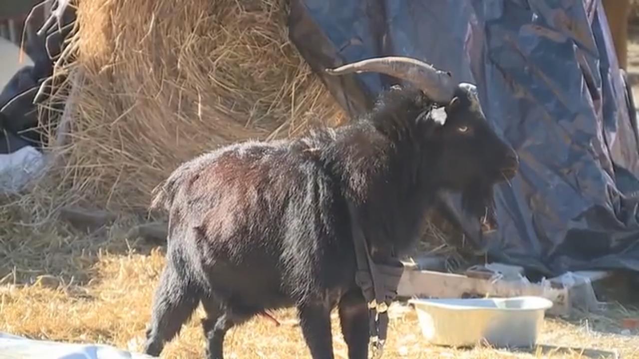 美國底特律黑羊「翻牆落跑」閒逛社區 鄰嚇壞「躲車頂」影片全網瘋傳