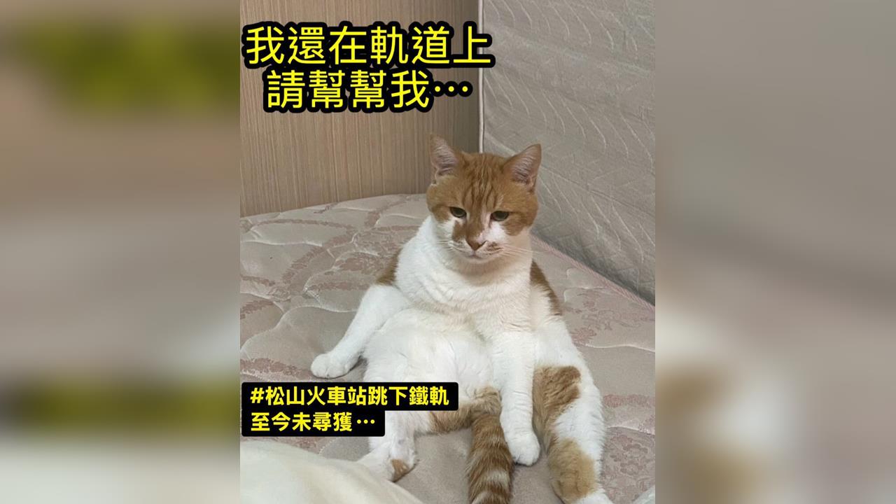 快新聞/軌道救貓!松山車站15歲老貓落軌消失 飼主急求援