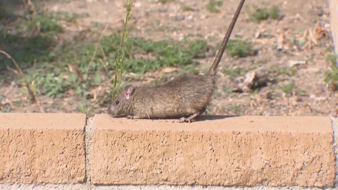 快新聞/趕快大掃除!北市傳今年首例「漢他病毒」致死案 七旬翁「發病1週」不幸辭世
