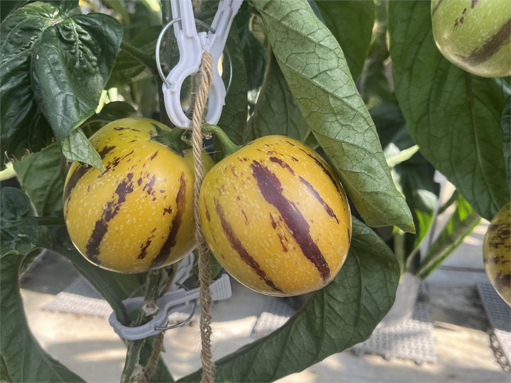 日本培育「香瓜茄」　可生吃入菜還能做冰淇淋