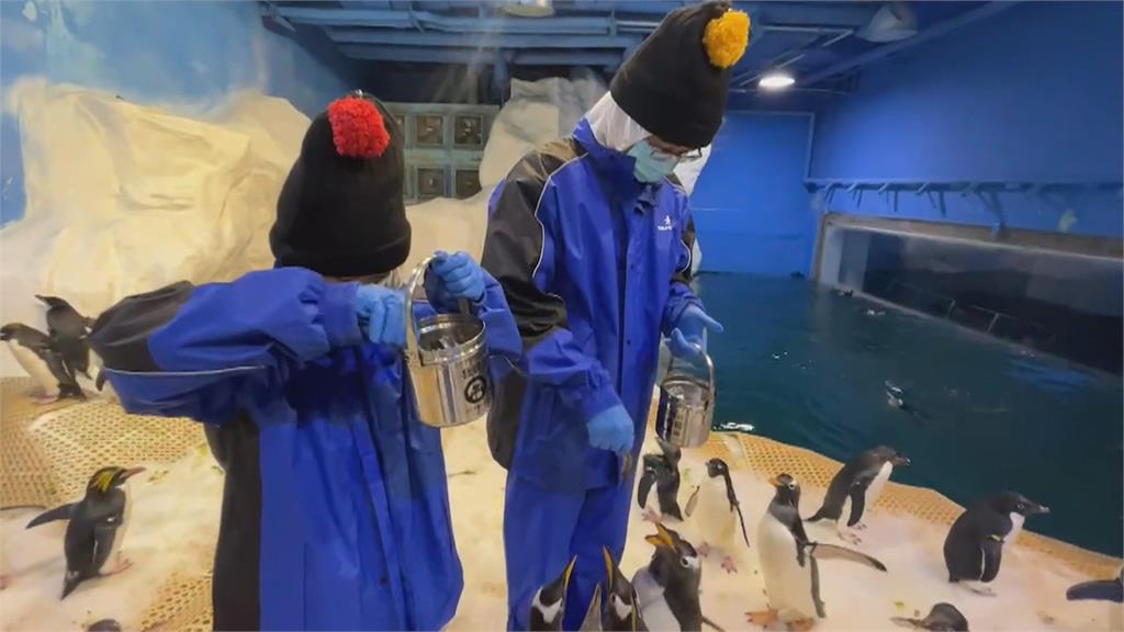 不用去南極就能近距離接觸可愛企鵝　屏東海生館餵食體驗報名秒殺