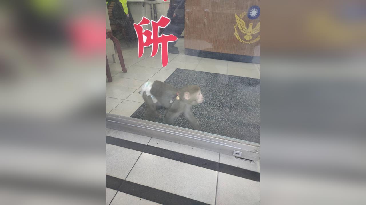 快新聞/新北街頭驚見包尿布獼猴!違法飼養最高可罰「這數字」