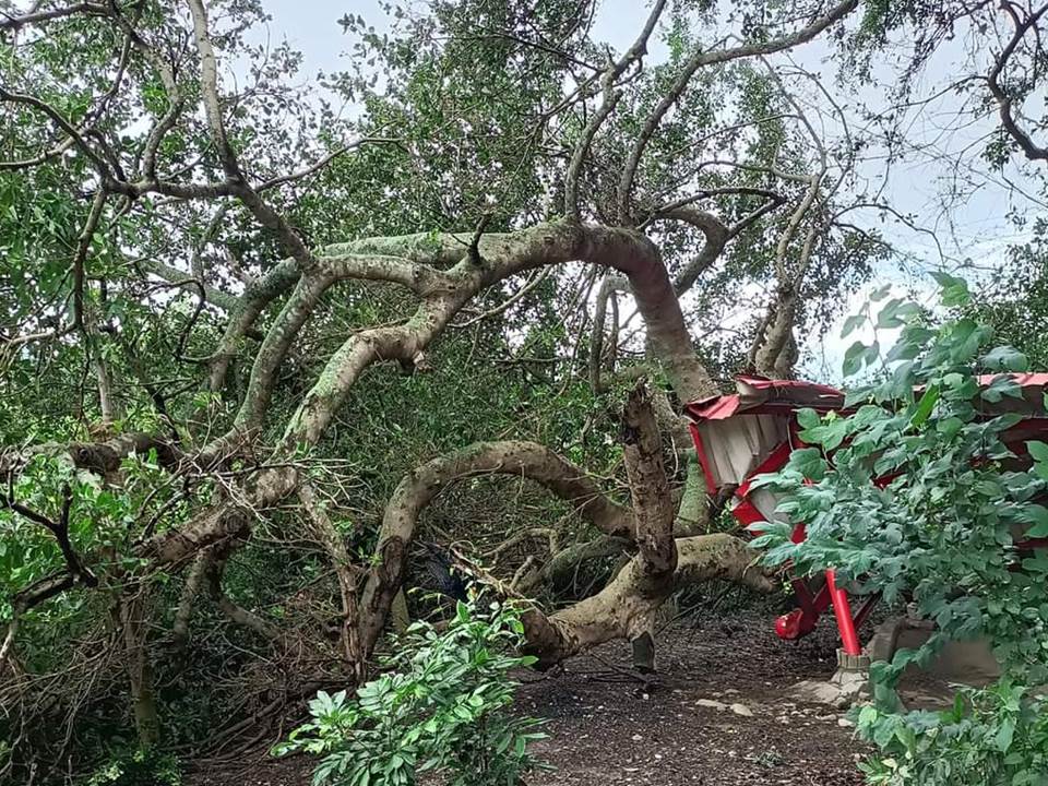 快新聞／大雨來襲百年榕樹根基被掏空倒塌　土地公廟被壓損畫面曝光