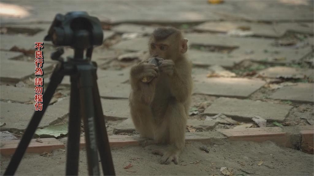 網紅賺流量近距離拍攝餵食猴子　吳哥窟政府要查了