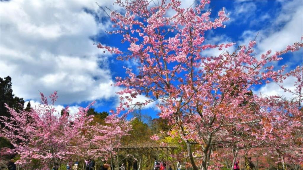 三月賞櫻來這裡！阿里山櫻花季超浪漫