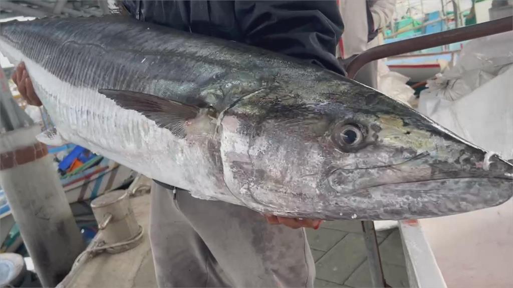 安平漁港「怪物」上岸　釣友捕獲36公斤超級土魠魚