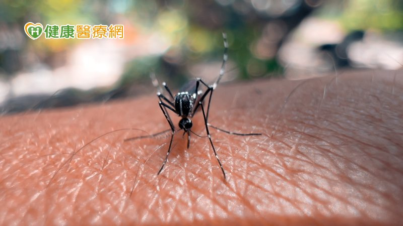 氣溫降了登革熱還在！高雄爆登革熱家庭群聚　為何冬天還有登革熱？
