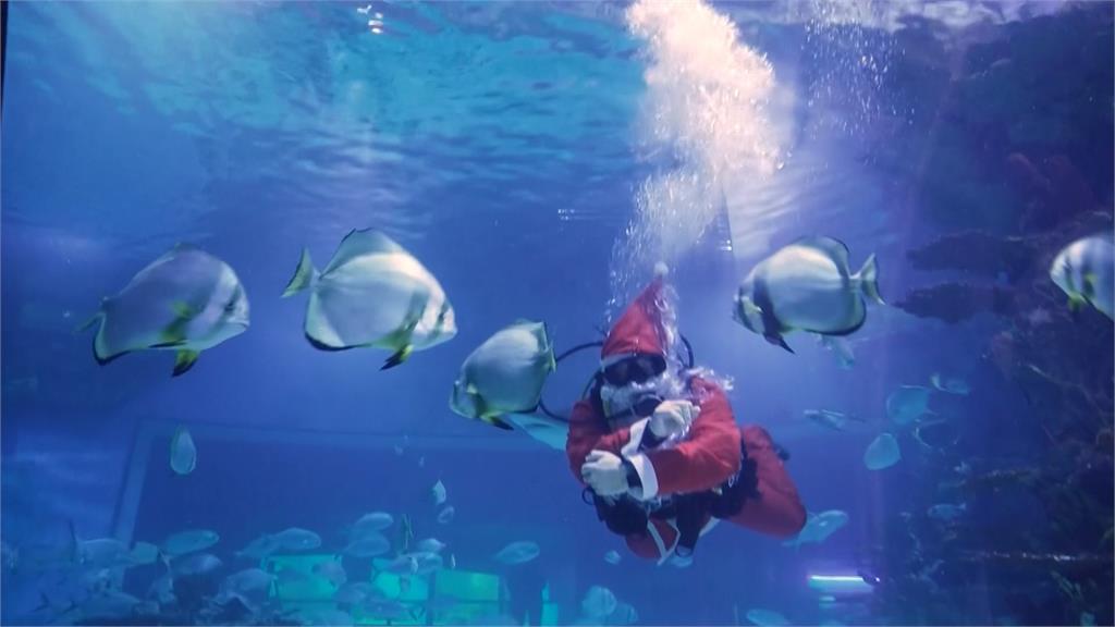 迎耶誕節！匈牙利水族館邀耶誕老人　潛水裝耶誕樹、與鯊共游