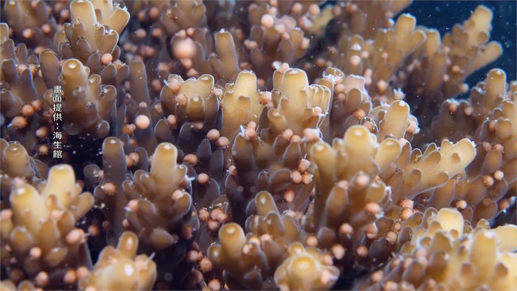 墾丁珊瑚產卵美如燦爛星空　不必潛水！線上就可親睹