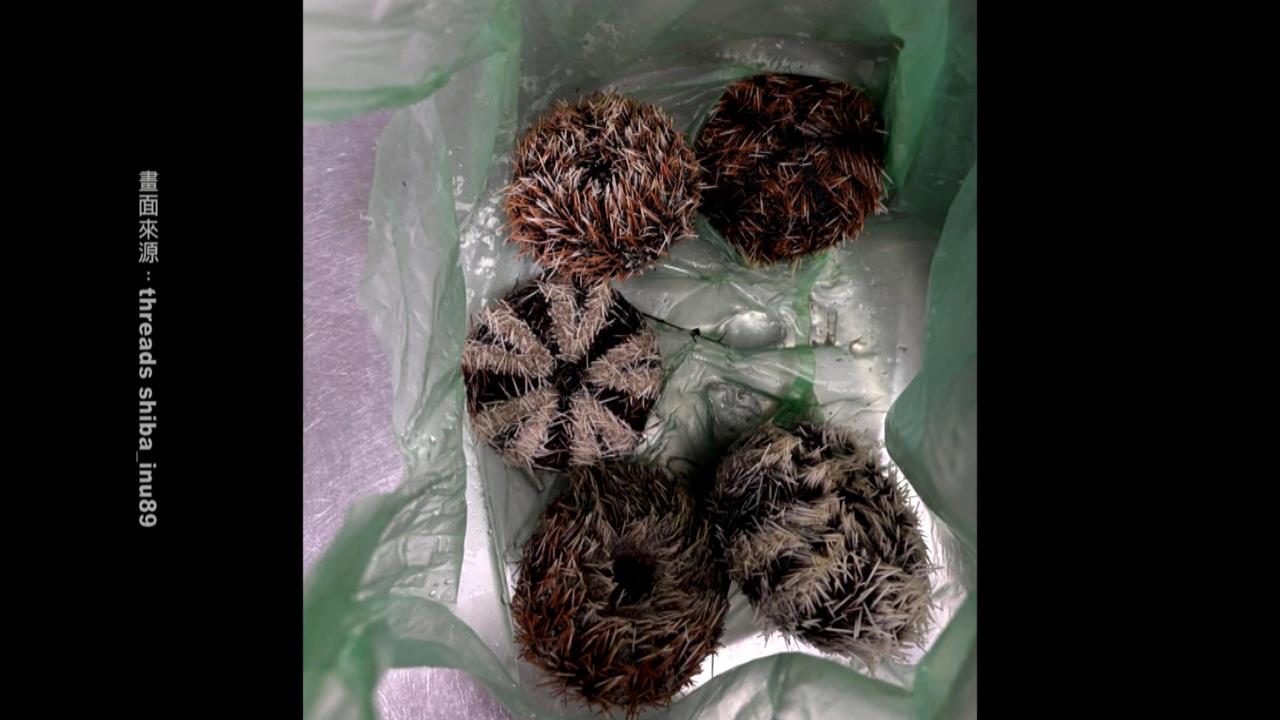 宜蘭大溪漁港買海膽「一肚子氣」　一半「空包彈」６顆要價千元！