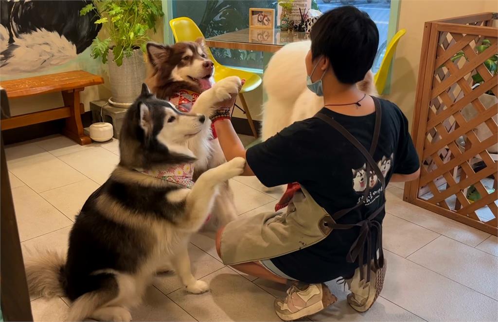 招牌店狗雪橇三犬　　　新竹萌犬咖啡廳療癒身心
