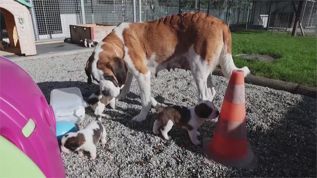 雪地救難專家改行　瑞士國犬聖伯納轉型「醫療服務犬」