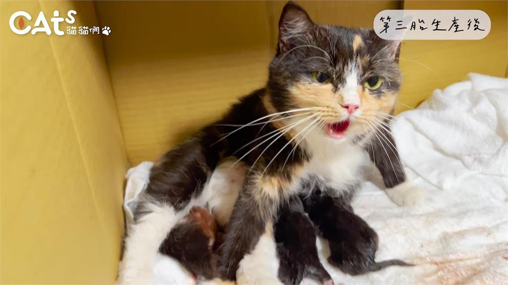 母愛真偉大！懷孕貓媽拼命產3小貓　「見孩子沒反應狂舔」看哭網友