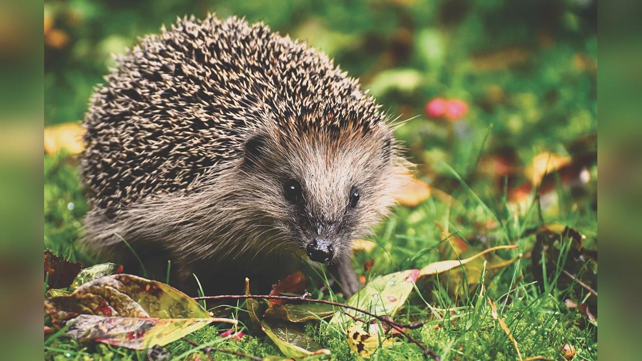 愛沙尼亞選定刺蝟為2026年度動物　喚醒環境保育意識