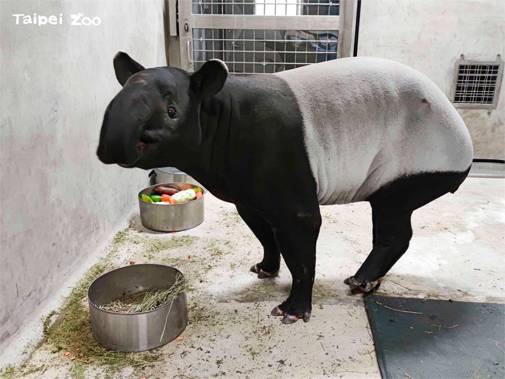 雌馬來貘Putri抵台配對　北市動物園盼有好消息