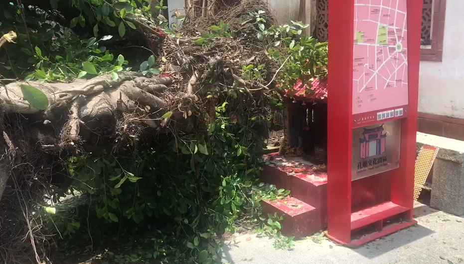 快新聞／神明有保佑！ 台南今又有樹倒塌 神奇閃過老廟公爐