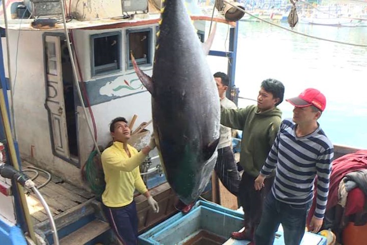 宜蘭今年第一條黑鮪魚！重達211.6公斤