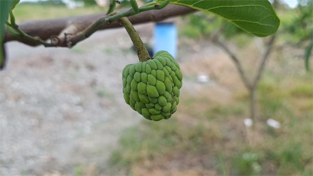 「海葵」颱風農損救助金還沒發　台東農業處：有人農地種電不實申報農損