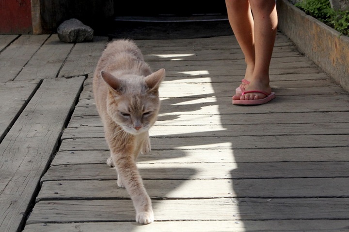 帶動觀光20年 阿拉斯加高人氣貓鎮長過世
