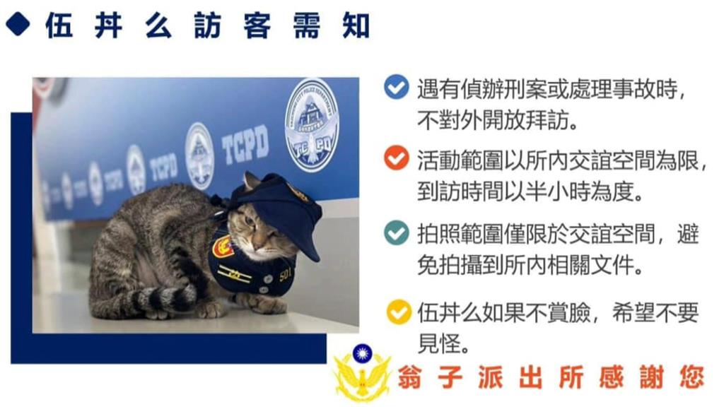 台中2線1警長貓「伍丼么」爆紅　派出所急訂擼貓守則