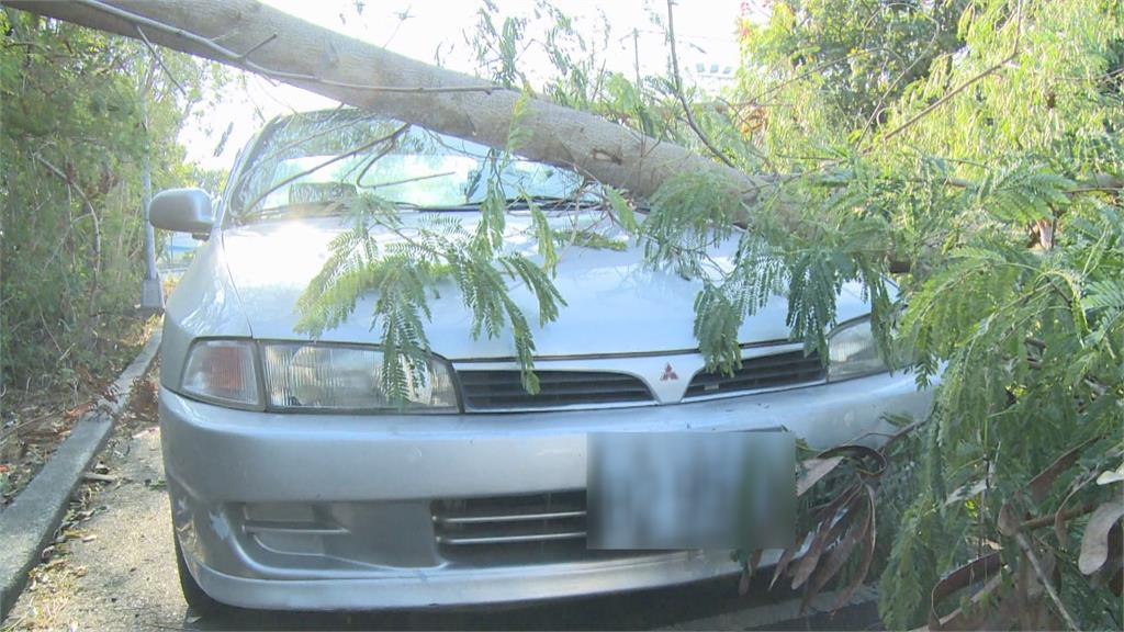 強風發威！吹斷彰化20米大王椰子樹　樹倒砸車　車主倒楣求賠償
