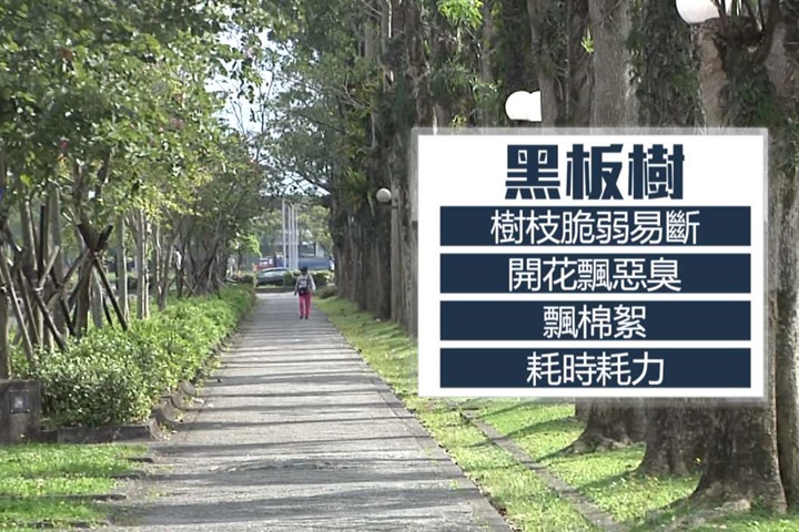 陳金德欲汰換陳定南親種黑板樹 民眾大喊：可惜