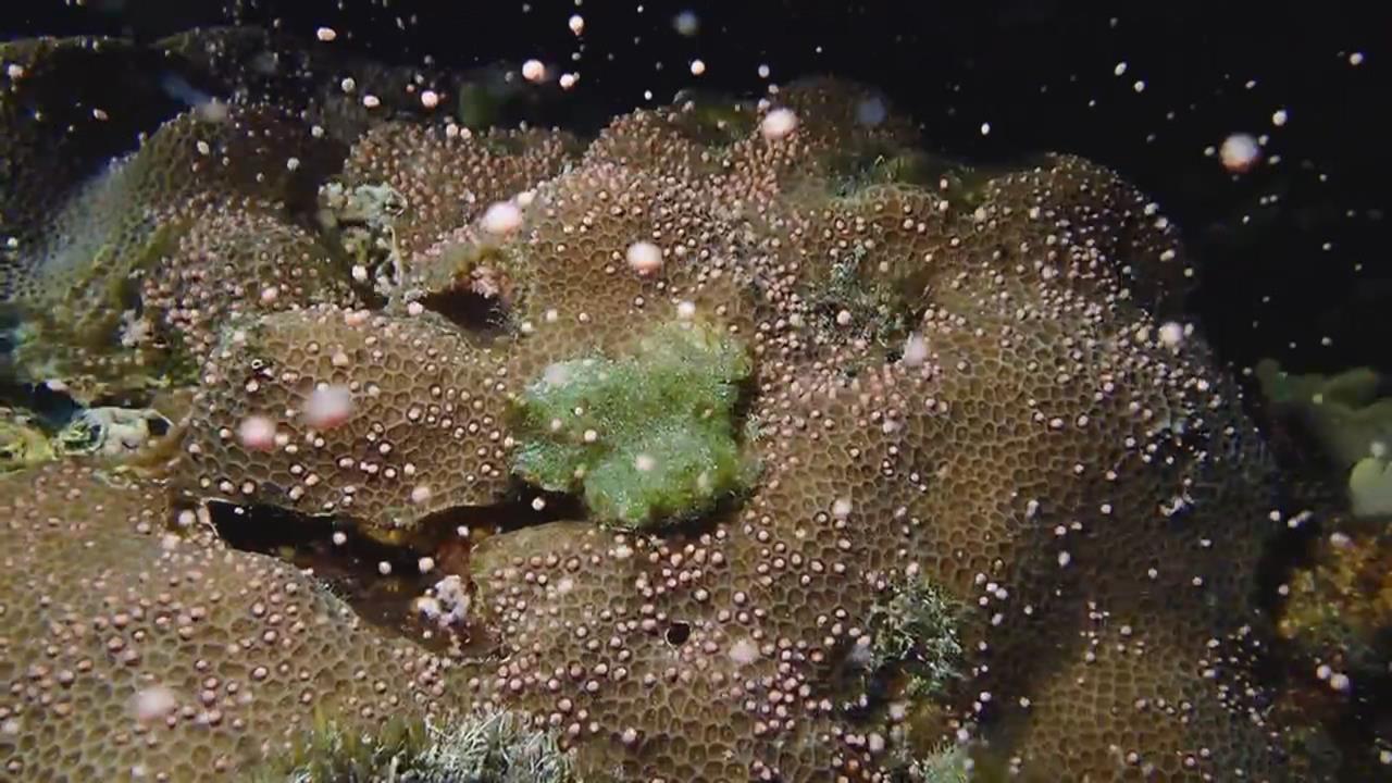 墾丁海底星空！　媽祖誕辰「珊瑚產卵大爆發」畫面曝