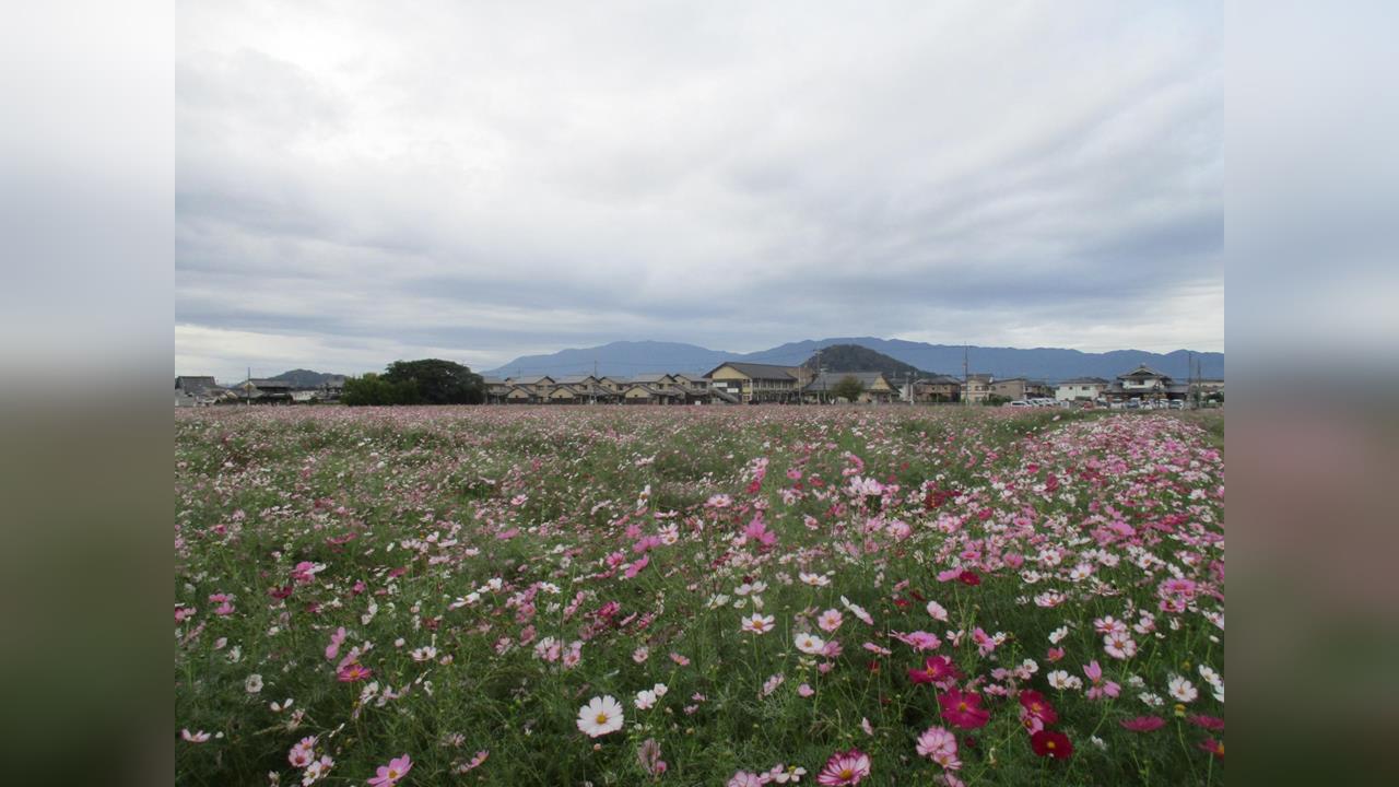 日本週末氣溫暖如夏 週一起轉涼入秋