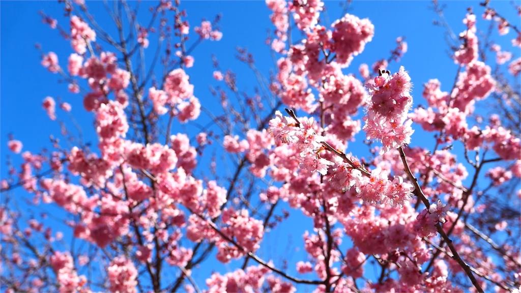 武陵櫻花季每日人數限6千人入園賞櫻落實防疫措施