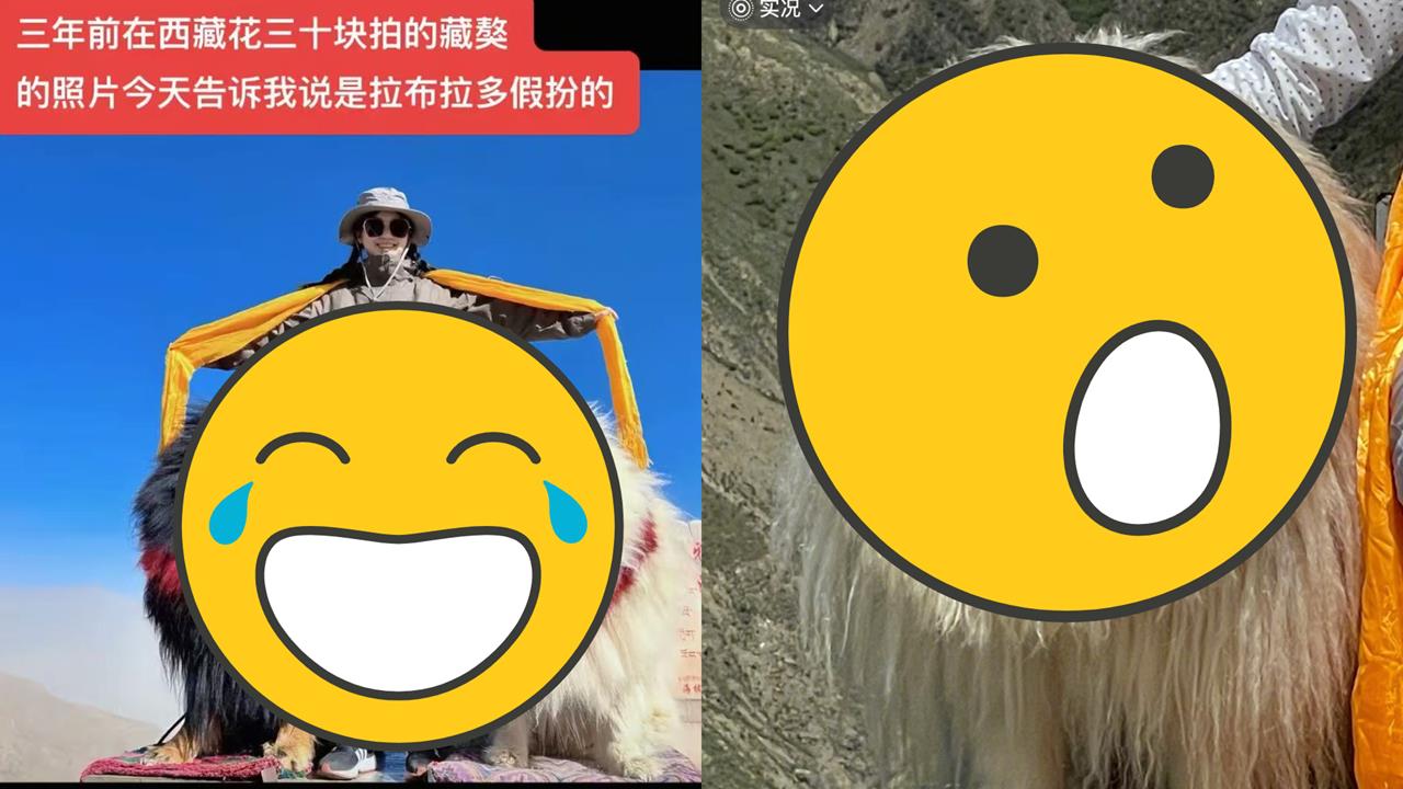 她驚見「山寨版藏獒」付錢就能合照!眼尖小粉紅抓包:拉不拉多暑假工