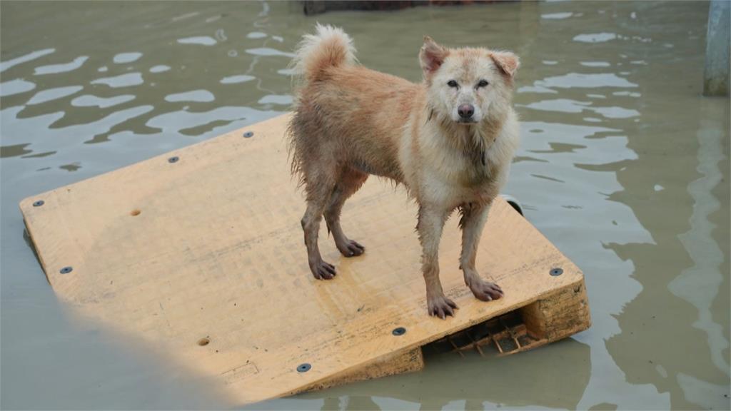 大雨重創黃媽媽狗園　流浪貓狗靠漂浮棧板免於泡在水中